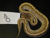Snakes4.jpeg