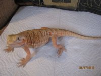 Red Italian Silkback Male 014.jpg