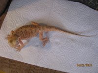 Red Italian Silkback Male 015.jpg