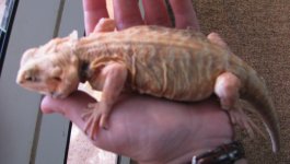 Silkback Boy 015.jpg