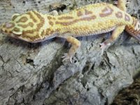 animals around the store 032.jpg