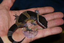 Subadult_oH_01.jpg