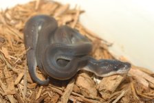 Super Cinnamon Ball Python  100m.jpg