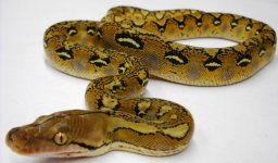 Female (1).jpg