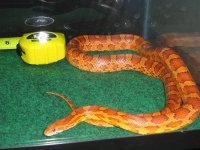 corn 2.jpg
