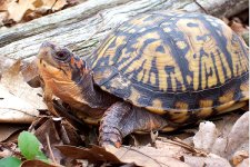 Box turtle.jpg