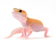 raptor.jpg