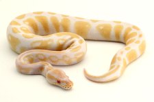 albino male.jpg