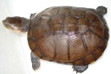 African Side neck turtle king.jpg