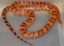 08 Male Okeetee.jpg