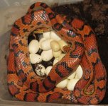 03 female Okeetee w: clutch.jpg