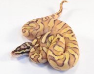 14' Pastel Enchi Lesser Yellowbelly 1.jpg