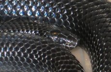 close up female.jpg