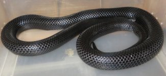 black milk 08 female.jpg