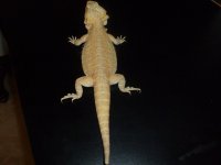 Dragon 3.jpg
