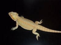 Dragon 2.jpg
