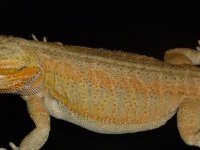Dragon 4.jpg