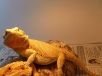 Dragon 1.jpg