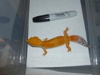 recent gecko 003.jpg