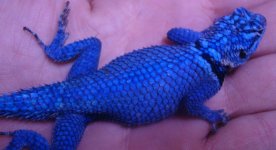 allblue.jpg