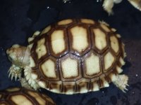 baby sulcata3.jpg