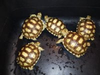 baby sulcata2.jpg