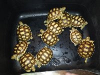 baby sulcatas.jpg
