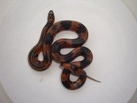 Goini.jpg