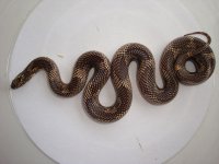 Goini a.jpg