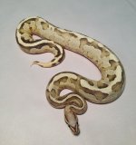 IMG_8381.jpg