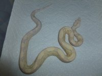 Moonglow female 11 001.jpg