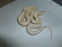 Moonglow female 11 003.jpg