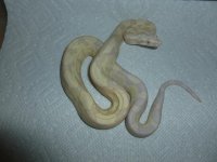 Moonglow female 11 004.jpg