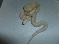 Moonglow female 11 002.jpg