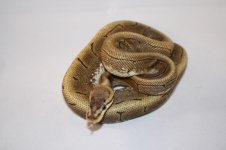IMG_4729.jpg