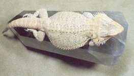 female whitepolarmelganstic4year.jpg