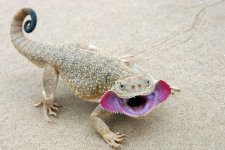 phrynocephalus_mystaceus.jpg