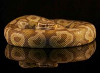 Pastel Caramel Albino Female.jpg