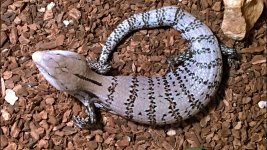 SKINK1.jpg