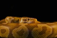 Pastel Caramel Female.jpg