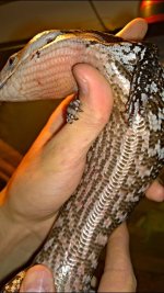 SKINK2.jpg