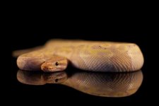 Banana:Coral Glow het Pied Male.jpg