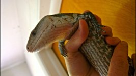 SKINK3.jpg