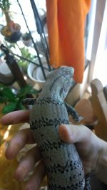 SKINK4.jpg