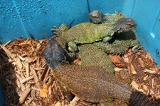 Morracan Uromastyx1.jpg