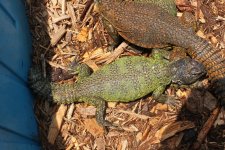 Morracan Uromastyx.jpg