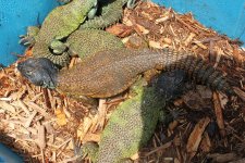Morracan Uromastyx2.jpg