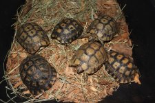 Liberia Greek Tortoise Males.jpg