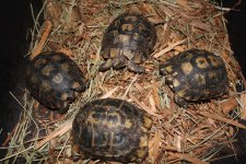 Liberia Greek Tortoise Female group 1.jpg