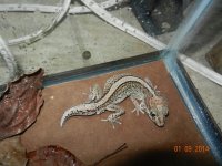 pictus adults 002.jpg